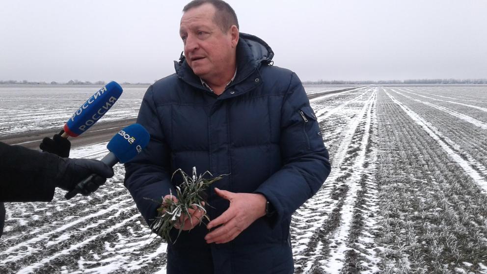 Специалисты о состоянии озимых после морозов: Серьезного повода для беспокойства нет