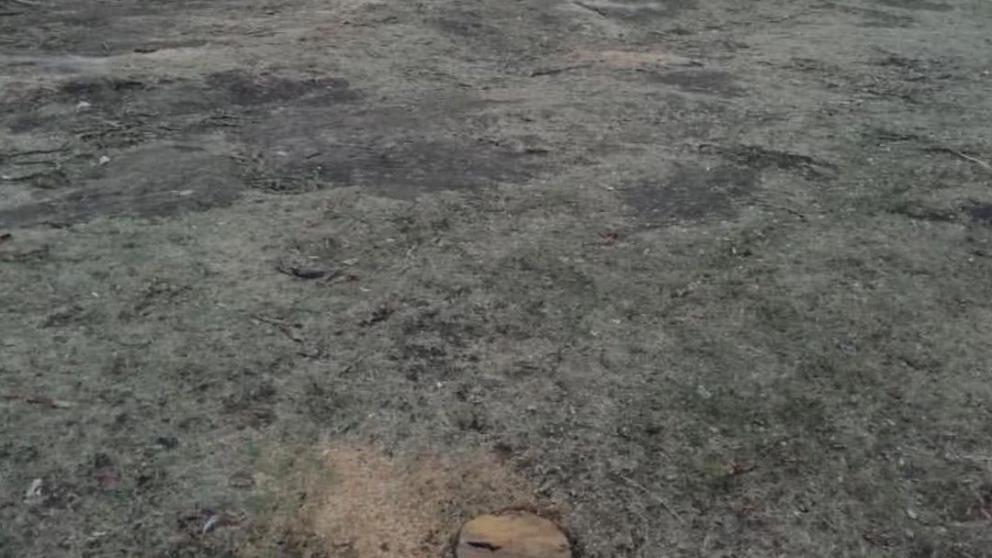 На улице Ленина в Ставрополе спилили 10 деревьев