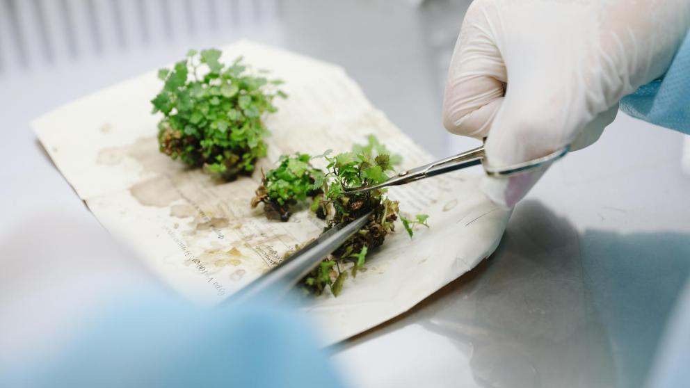 Как повысить урожайность голубики знают в Ставропольском агроуниверситете