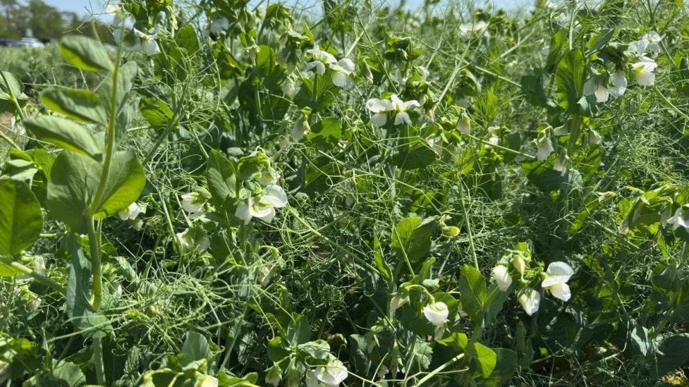 Ставропольский край наращивает производство и экспорт нишевых сельхозкультур