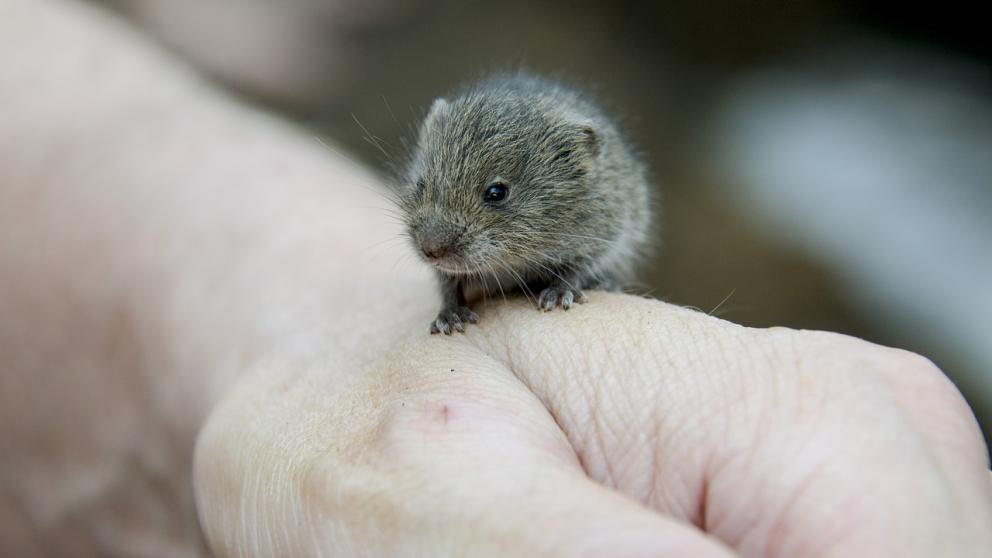 Зоологи прогнозируют жаркое лето в Железноводске в 2023 году