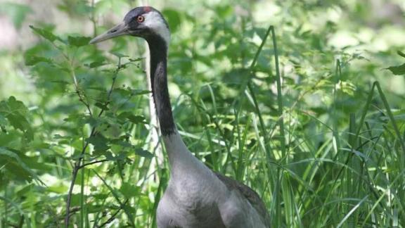 На Солёном озере в Ставропольском крае усилен режим охраны после массовой гибели журавлей