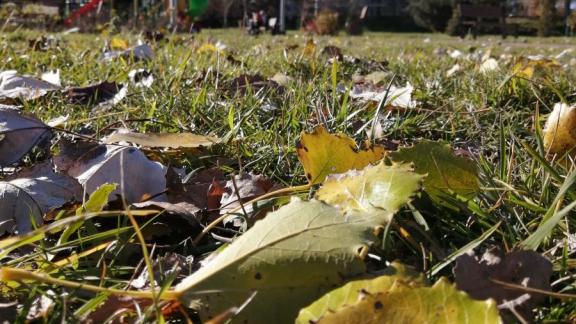 Жителям Ставрополья напомнили, кто отвечает за уборку и вывоз опавшей листвы