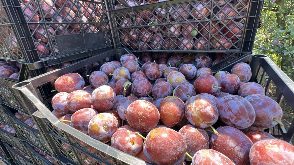 В Ставропольском крае начался сбор урожая слив