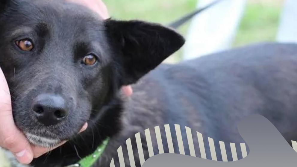 В Кисловодске приютили пса-беспризорника