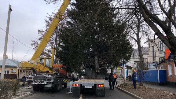 Докучавшая жительнице Ставрополя ель украсит площадь Ермолова