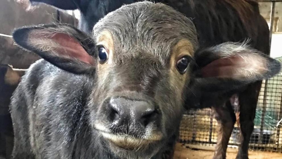 На буйволиной ферме в Александровском округе организован ветеринарный мониторинг