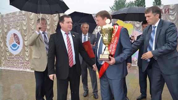 На выставке племенных овец и коз в Михайловске выбрали лучших представителей в своих породах