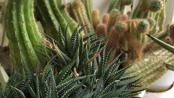 Какие комнатные растения защитят от простуды: рекомендации Ставропольского Россельхозцентра