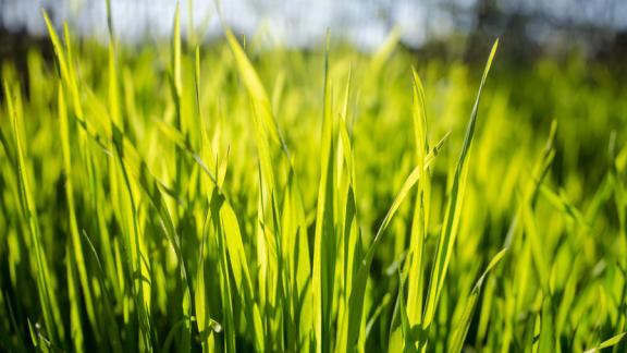 С укусами клещей за медпомощью на Ставрополье обратились более 300 человек