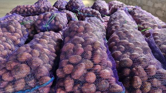 В Предгорном округе увеличили площади под картофель