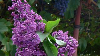 Сирень расцвела в середине октября на радость жителям Дивного