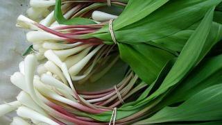 Браконьеры нарезали 32 кг черемши в ставропольском заказнике «Стрижамент»