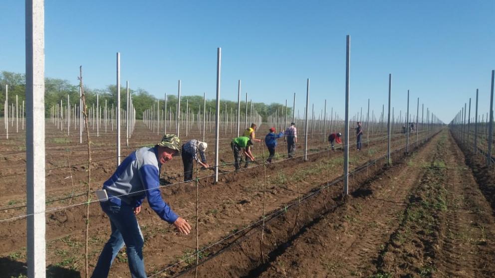 На Ставрополье закладывают сад интенсивного типа