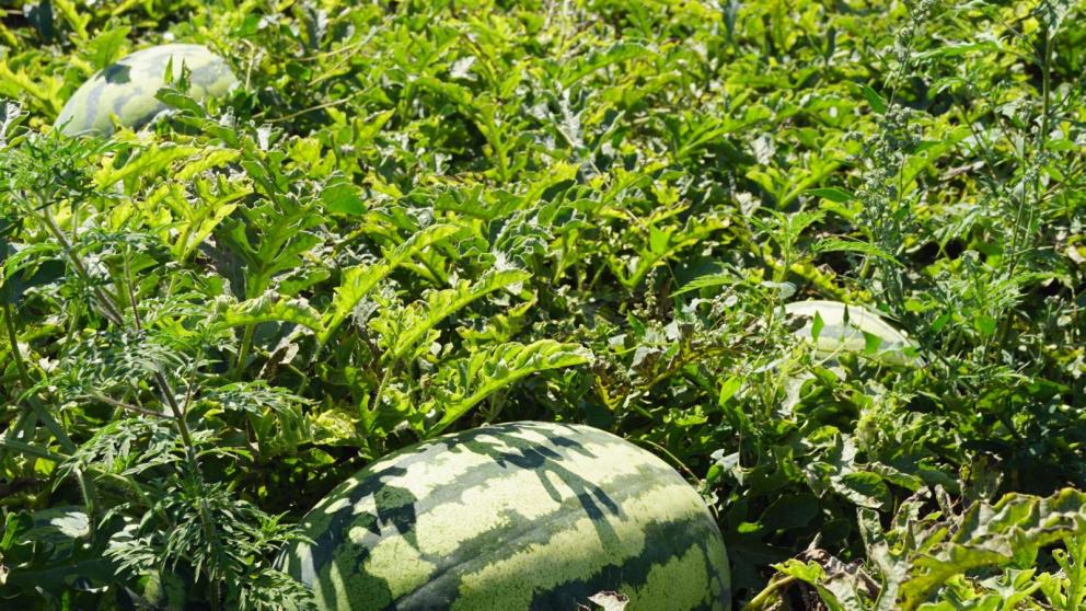 На Ставрополье аграрии с конца апреля уже посеяли 519 гектаров бахчевых