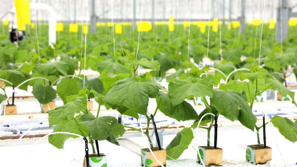 Морская форель под овощным гарниром: как в условиях санкций максимально насытить Ставрополье плодоовощной и рыбной продукцией