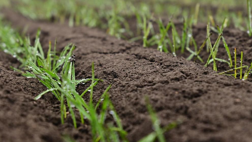 На Ставрополье аграрии проводят вторую азотную подкормку