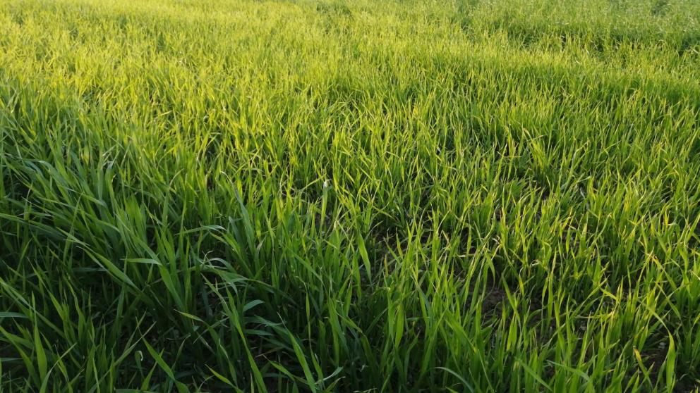 Ставрополье поделилось опытом работы на «Золотой осени» по агрострахованию