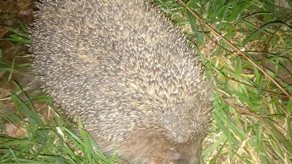 Ежи вышли из спячки в Невинномысске раньше срока