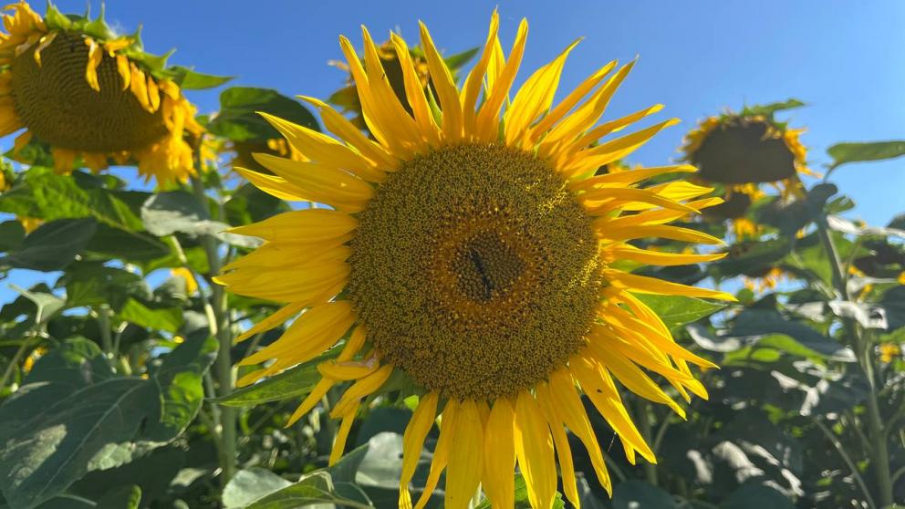 В Предгорном округе Ставрополья под посевы подсолнечника отведено 1,7 тысячи га