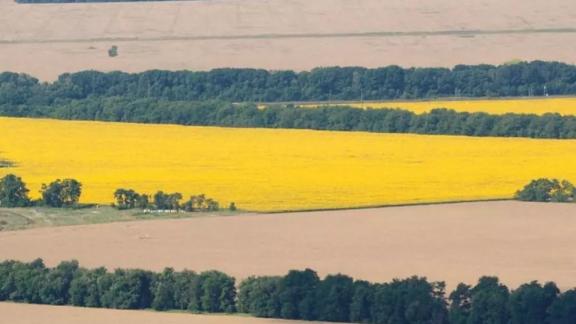 Ставрополье получит 52 млн рублей господдержки на стимулирование производства рапса и сои