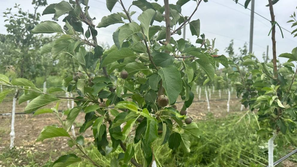 В десяти хозяйствах населения Новоселицкого округа Ставрополья заложены сады 
