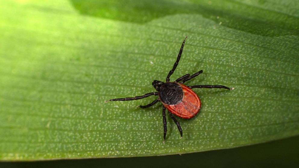 В Роспотребнадзоре Ставрополья напомнили об активности клещей