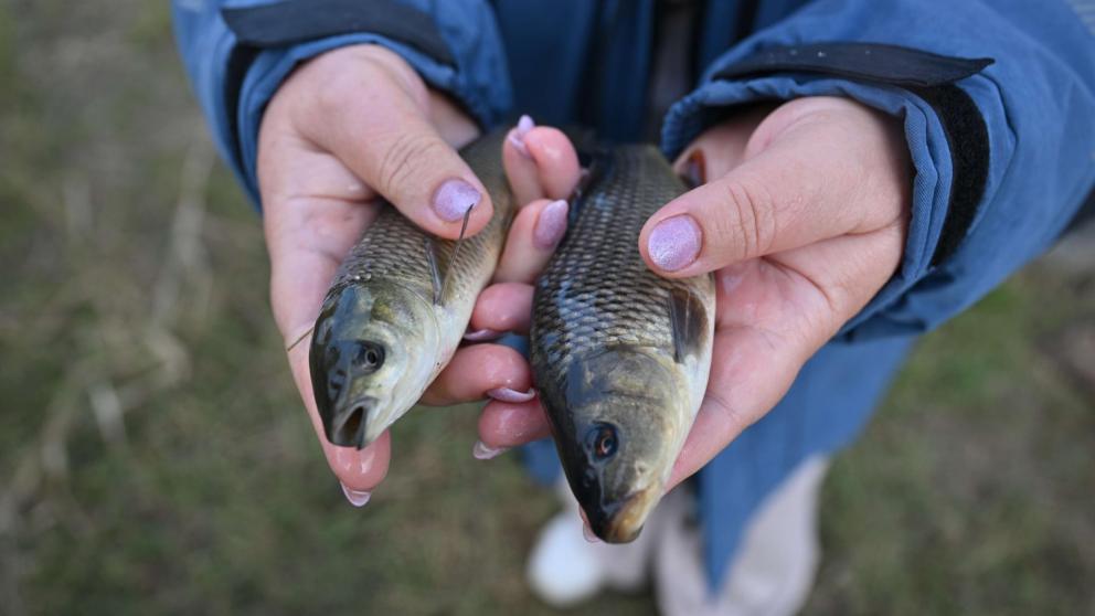 Ростовская АЭС выпустила в Цимлянское водохранилище почти миллион мальков сазана и белого амура
