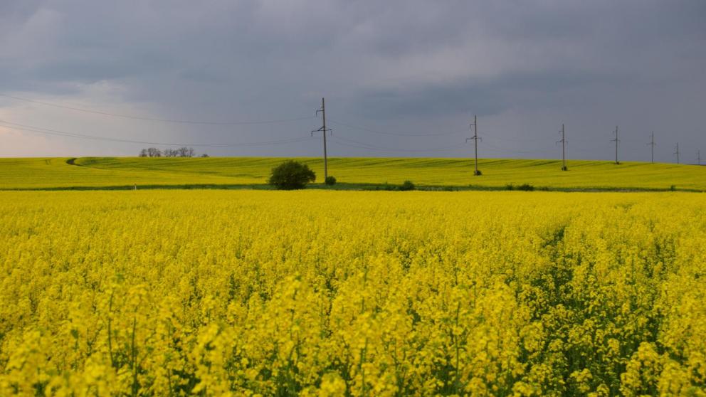 На Ставрополье зацвёл озимый рапс
