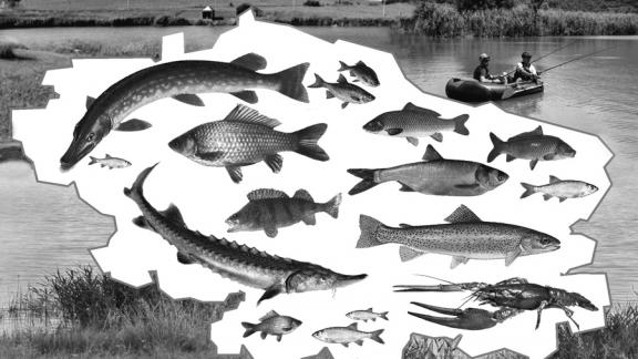 Где ставропольские осетры и форели?