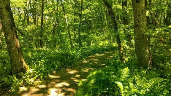 Заказник «Стрижамент» отмечает 15‑летний юбилей