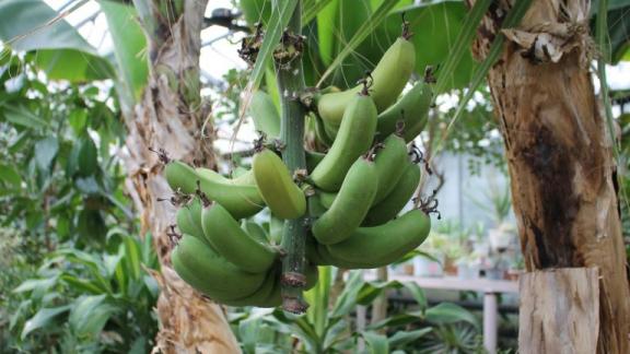 В Кисловодске юннаты проводят праздник поедания бананов