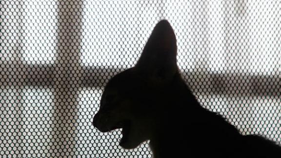 На Ставрополье пожилая живодёрка забила насмерть чужого кота