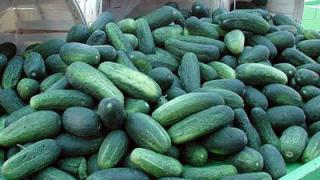 Ставропольцы перенимают опыт работы по овощеводству у астраханцев