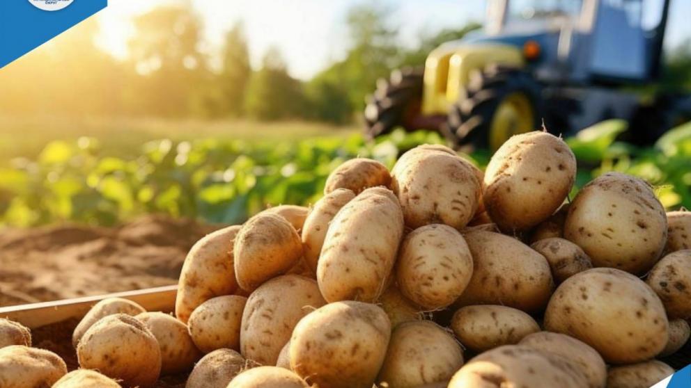 В Ипатовском округе продолжается активная уборка картофеля