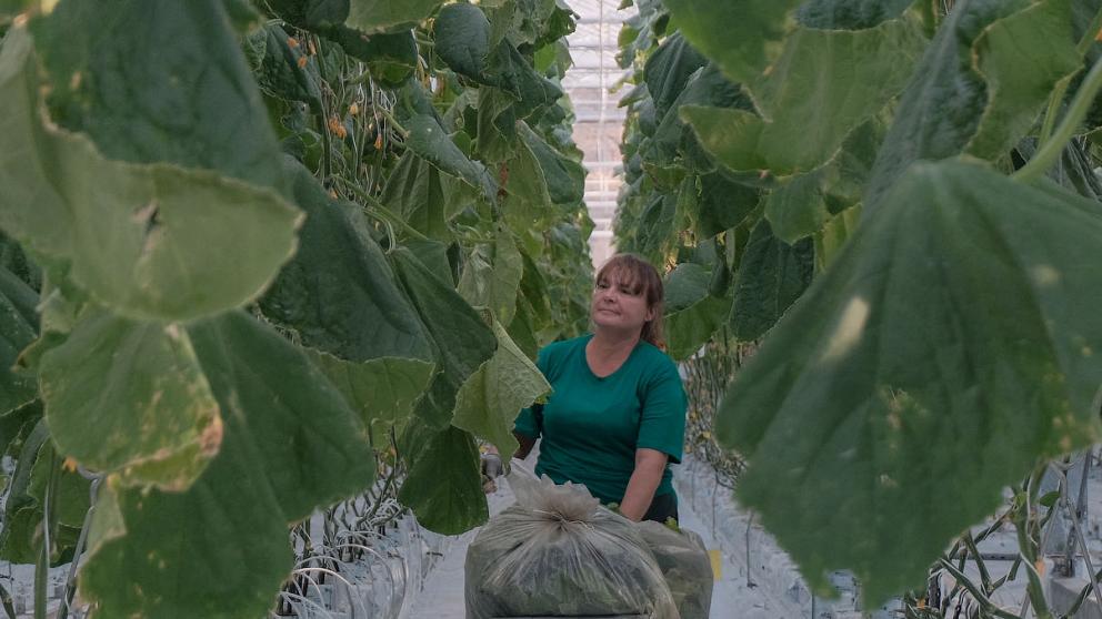 На Ставрополье планируют построить инновационные теплицы