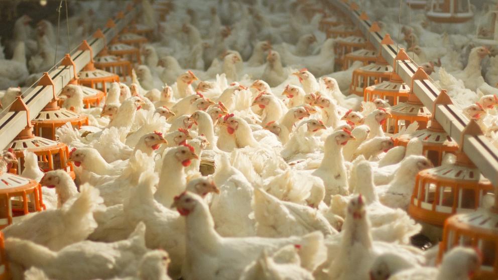 Ставропольский производитель мяса птицы будет поставлять продукцию в Макдоналдс