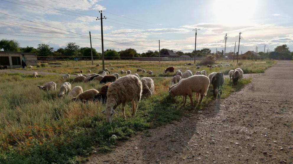 На Ставрополье господдержка производства шерсти составит более 54 млн рублей