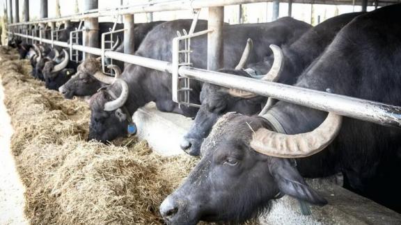 На Ставрополье в 2021 году завезут 50 голов племенных буйволов