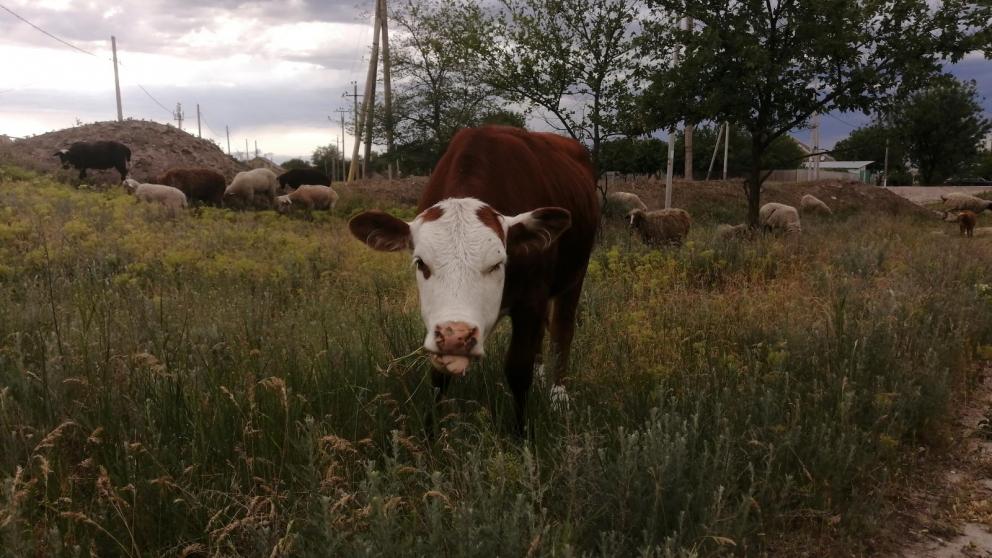 На Ставрополье выплачивают субсидию животноводческим хозяйствам 