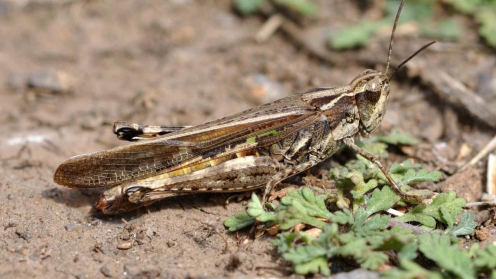 Развитие саранчовых на Ставрополье ниже уровня прошлого года