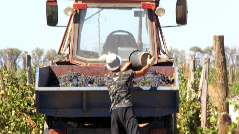 Господдержка ставропольских виноградарей и виноделов будет увеличена в 2022 году