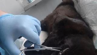 Ветврачи Шпаковского округа спасли кошку от острой рыбной кости