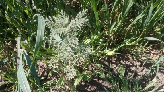 В Георгиевском округе обработали от сорняков 57 тысяч гектаров земли