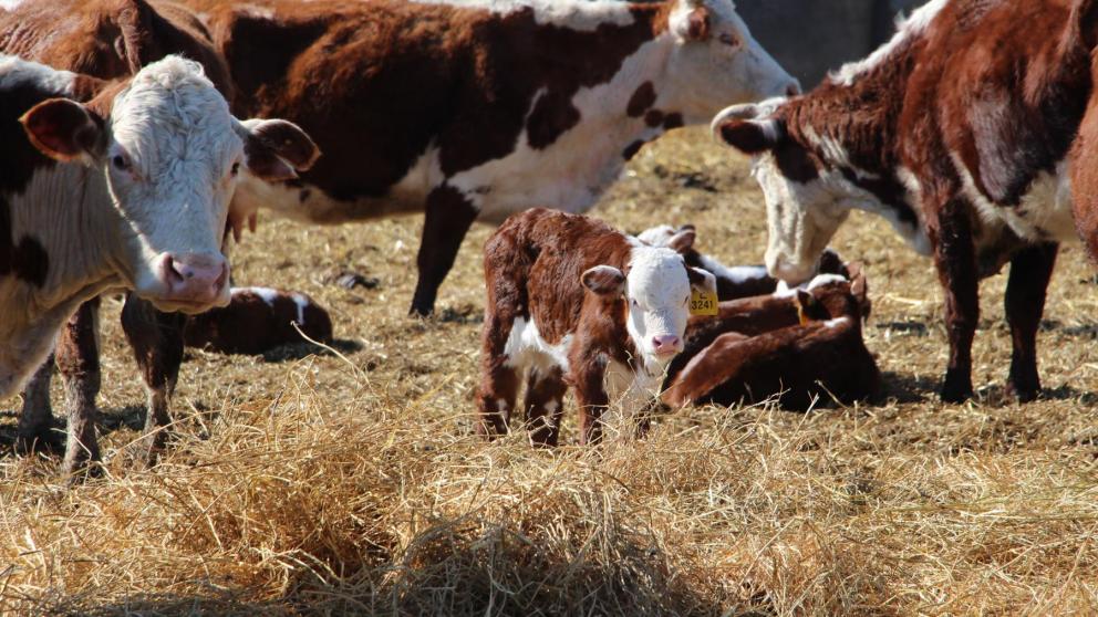 Животноводы Ипатовского округа планируют получить 3,3 тысячи телят