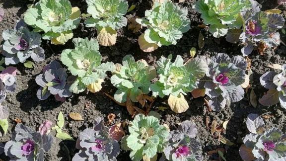 Мэрия Ессентуков призвала горожан не срывать декоративную капусту