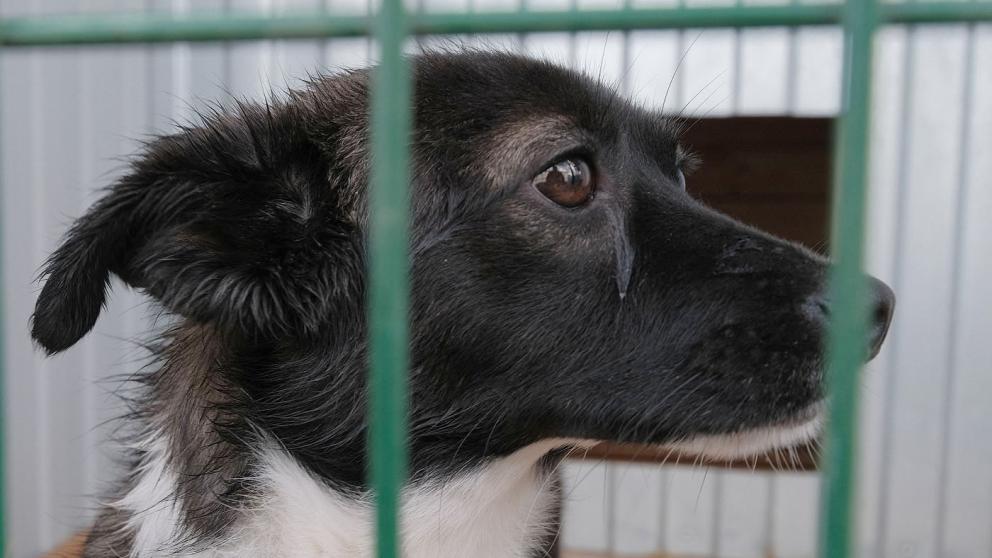 В Железноводске отлавливают бездомных собак и животных на самовыгуле