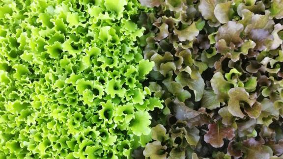 В тепличном комплексе Предгорного округа Ставрополья используют передовые технологии