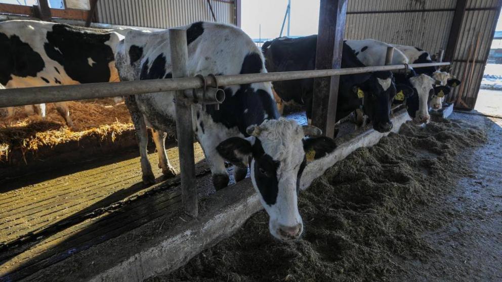 Ставрополье наращивает производство молока