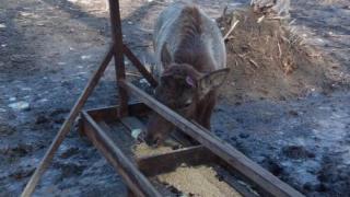 В лесопарке Невинномысска марал почуял весну и сбросил рога